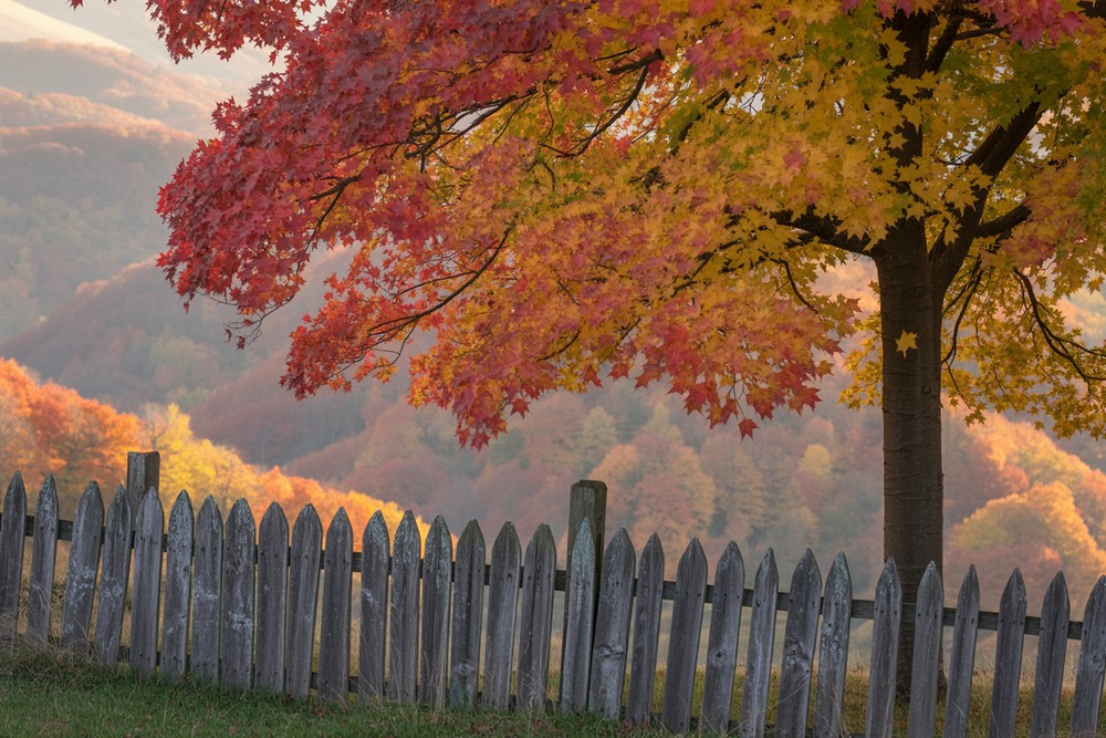 Fall Wallpaper Ideas
