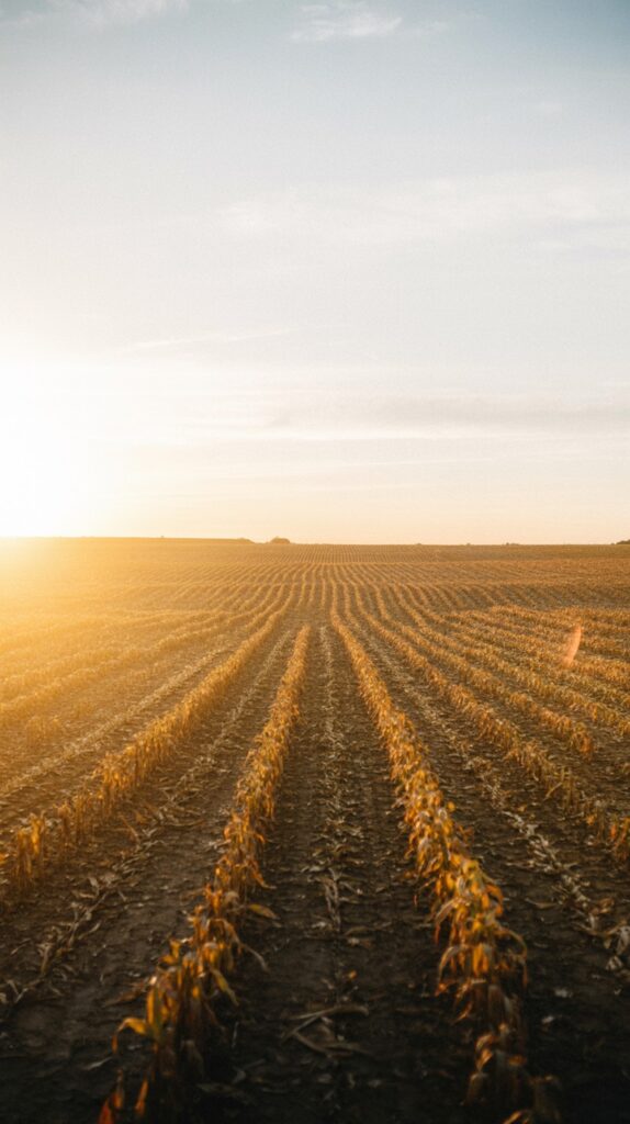 Cornfield Sunset Rows