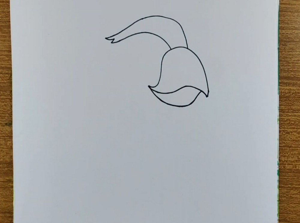 Cute Parrot Drawing and Coloring