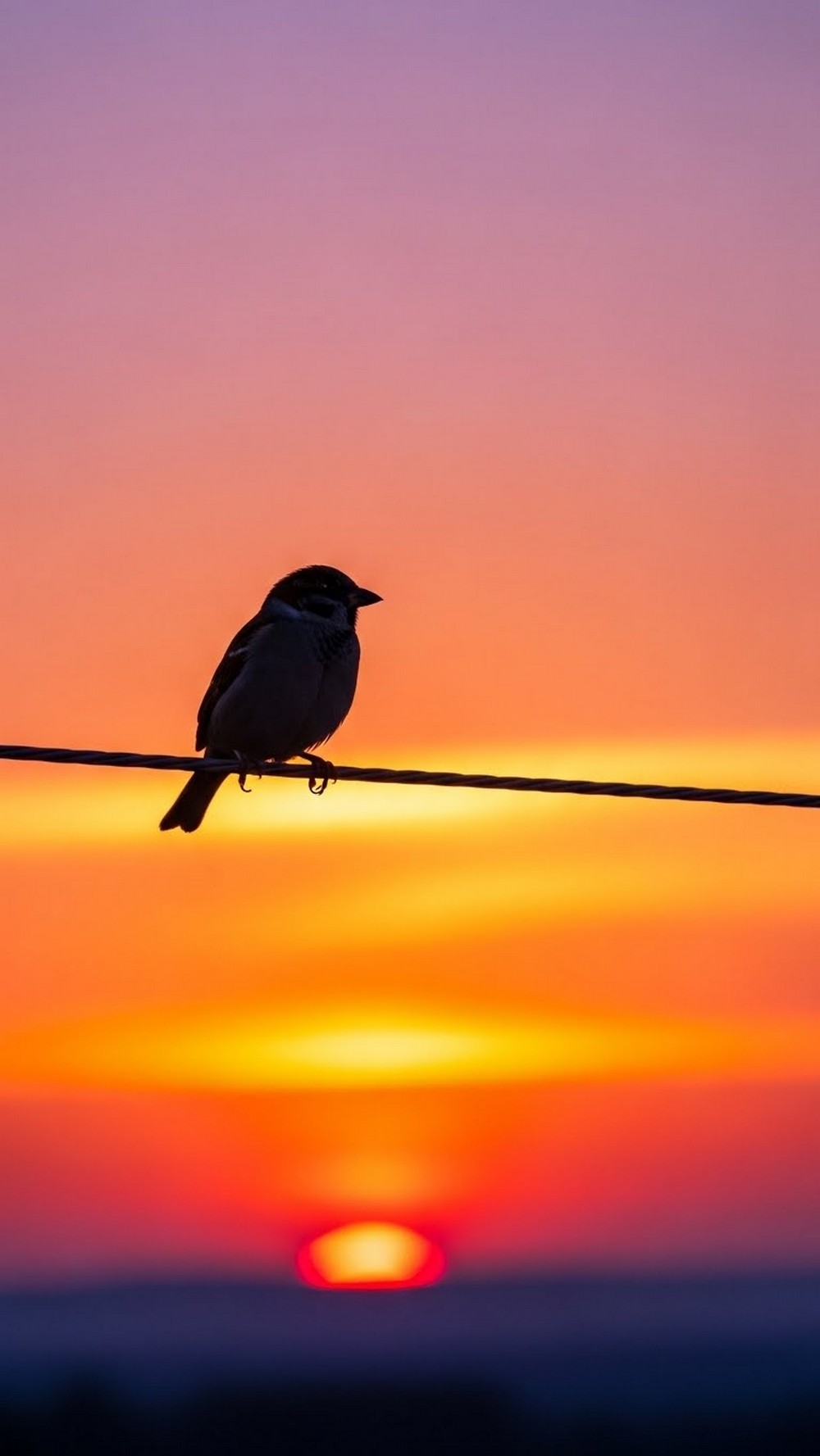 Sunset Silhouette Sparrow